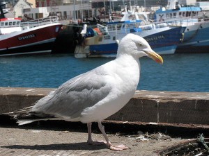 location saisonnière le Guilvinec, Bretagne Finistère 29
